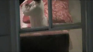 عکس کون خارجی نگاه از پنجره - زیبا عرب,